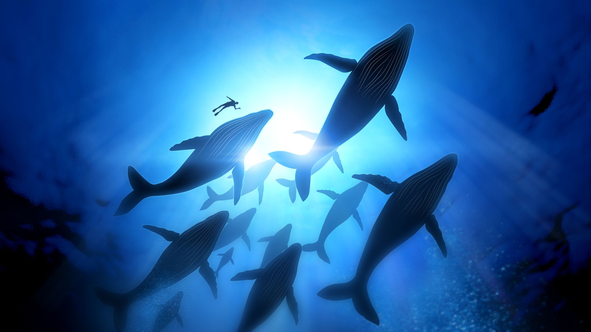 Different Viewpoints Regarding Whale Behavior